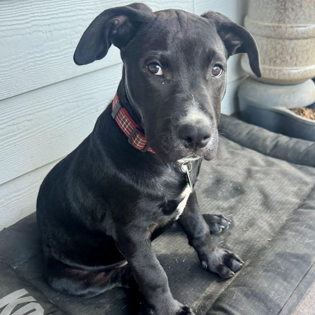 Onyx, Adoptable, Puppy Male Mixed Breed.