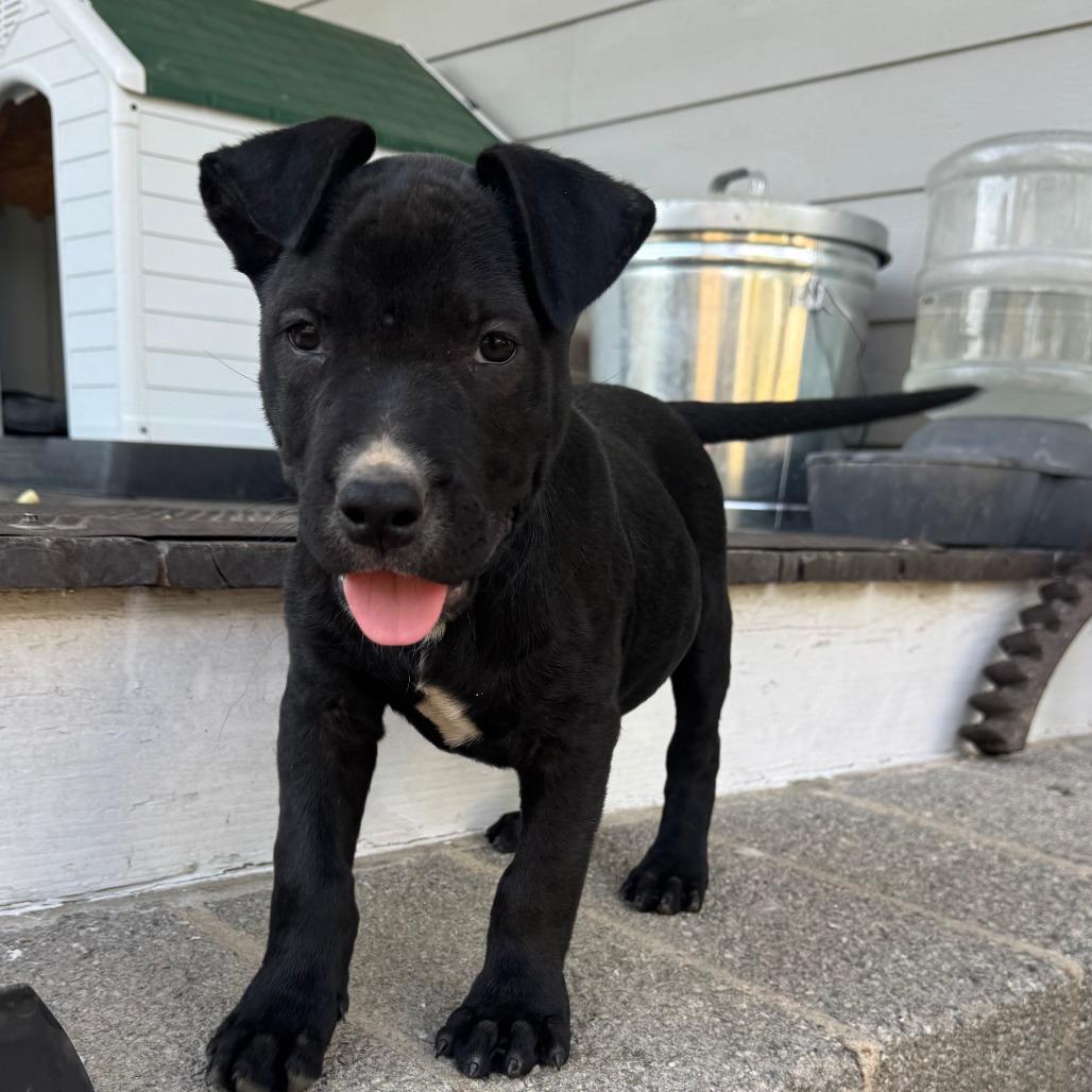Onyx, Adoptable, Puppy Male Mixed Breed.