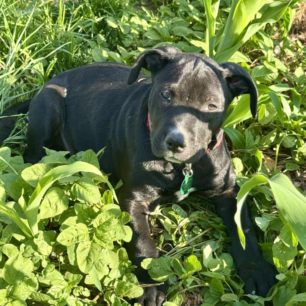 Onyx, a Adoptable Mixed Breed in Greensboro, GA image 3/3