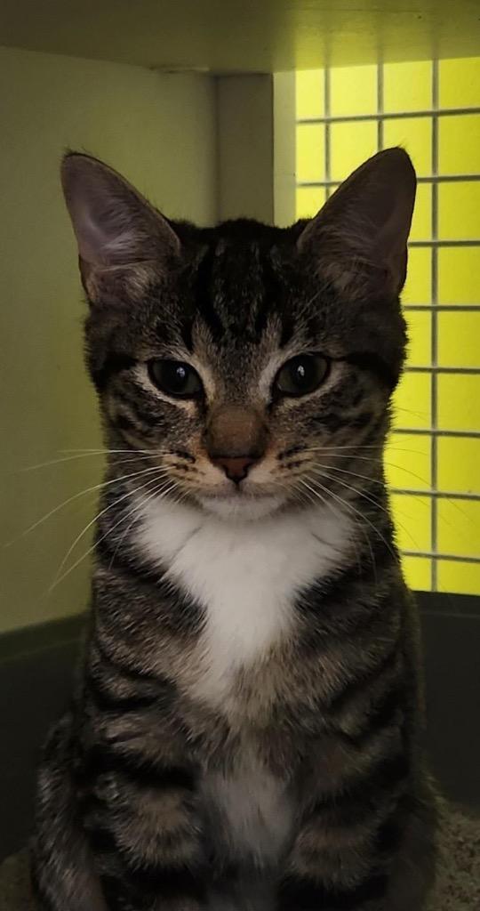 Coral, Adopted, Kitten Female Domestic Short Hair.