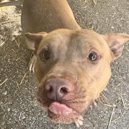 Atlas, Adoptable, Young Male Mixed Breed & Pit Bull Terrier.