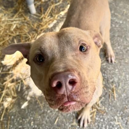Atlas, a Adoptable mixed breed in Georgetown, SC image 2/2
