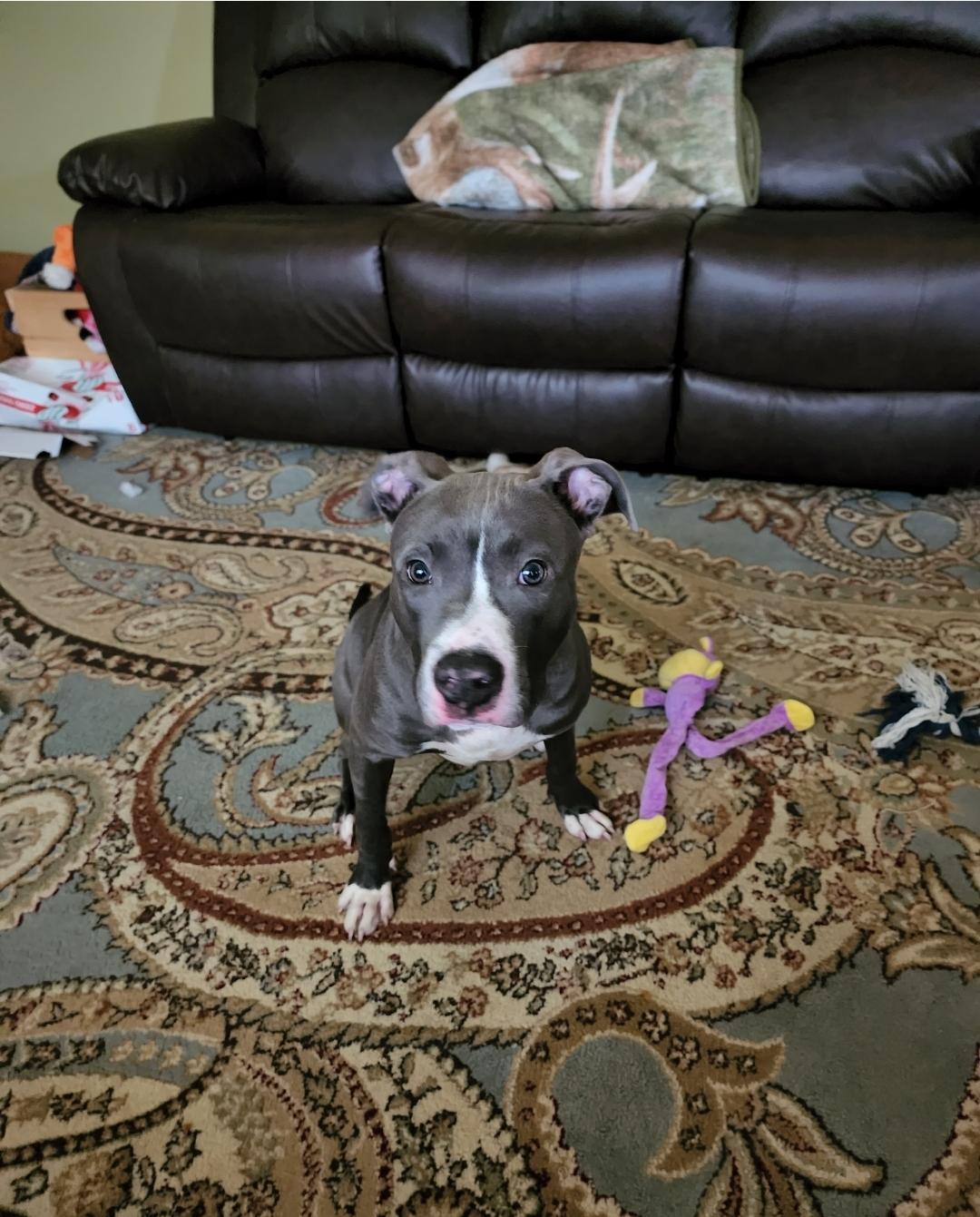 Larry, Adopted, Adult Male Pit Bull Terrier.