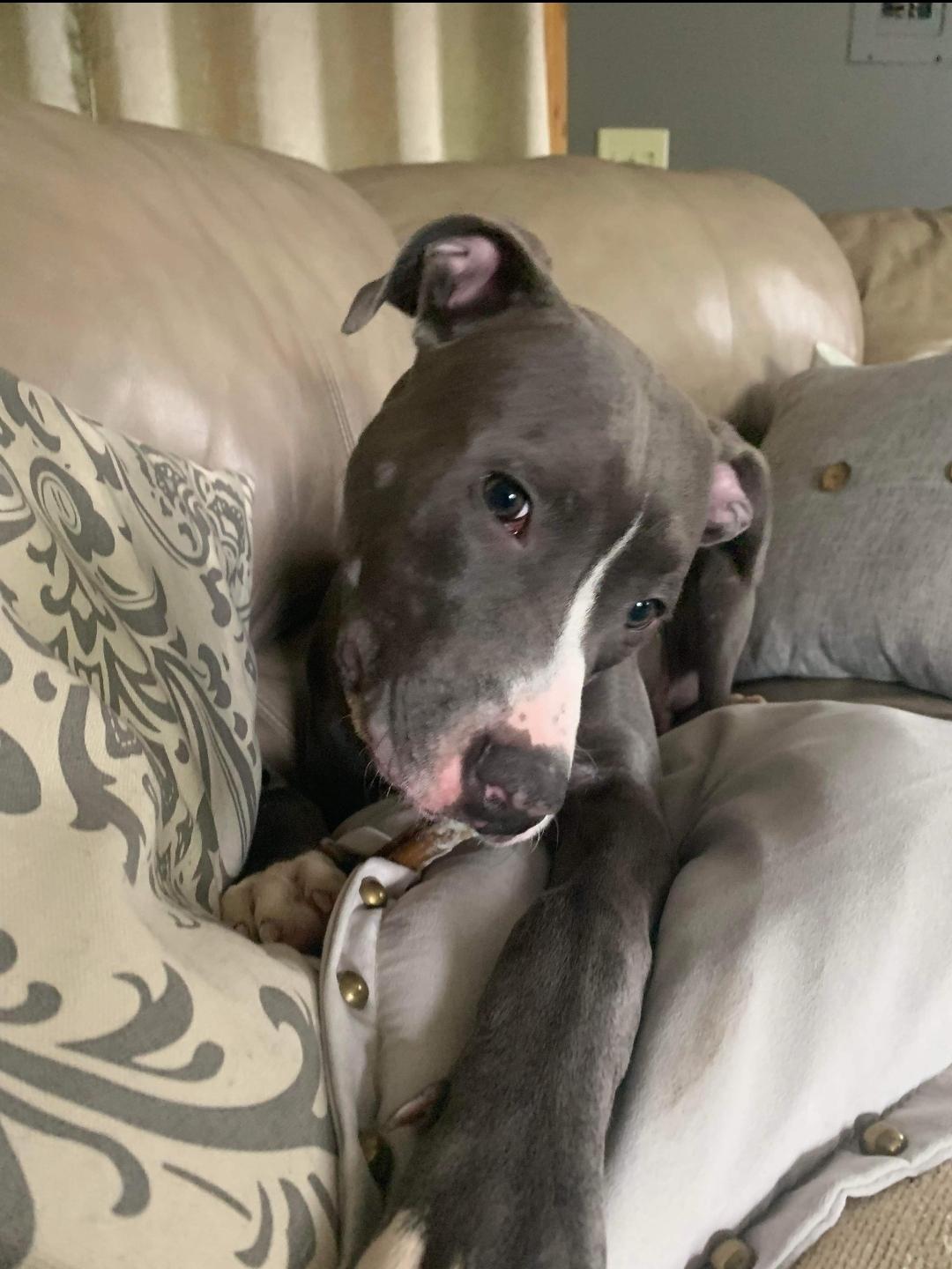 Enlarge Larry, a Adopted Pit Bull Terrier in Cologne, MN image 3/6