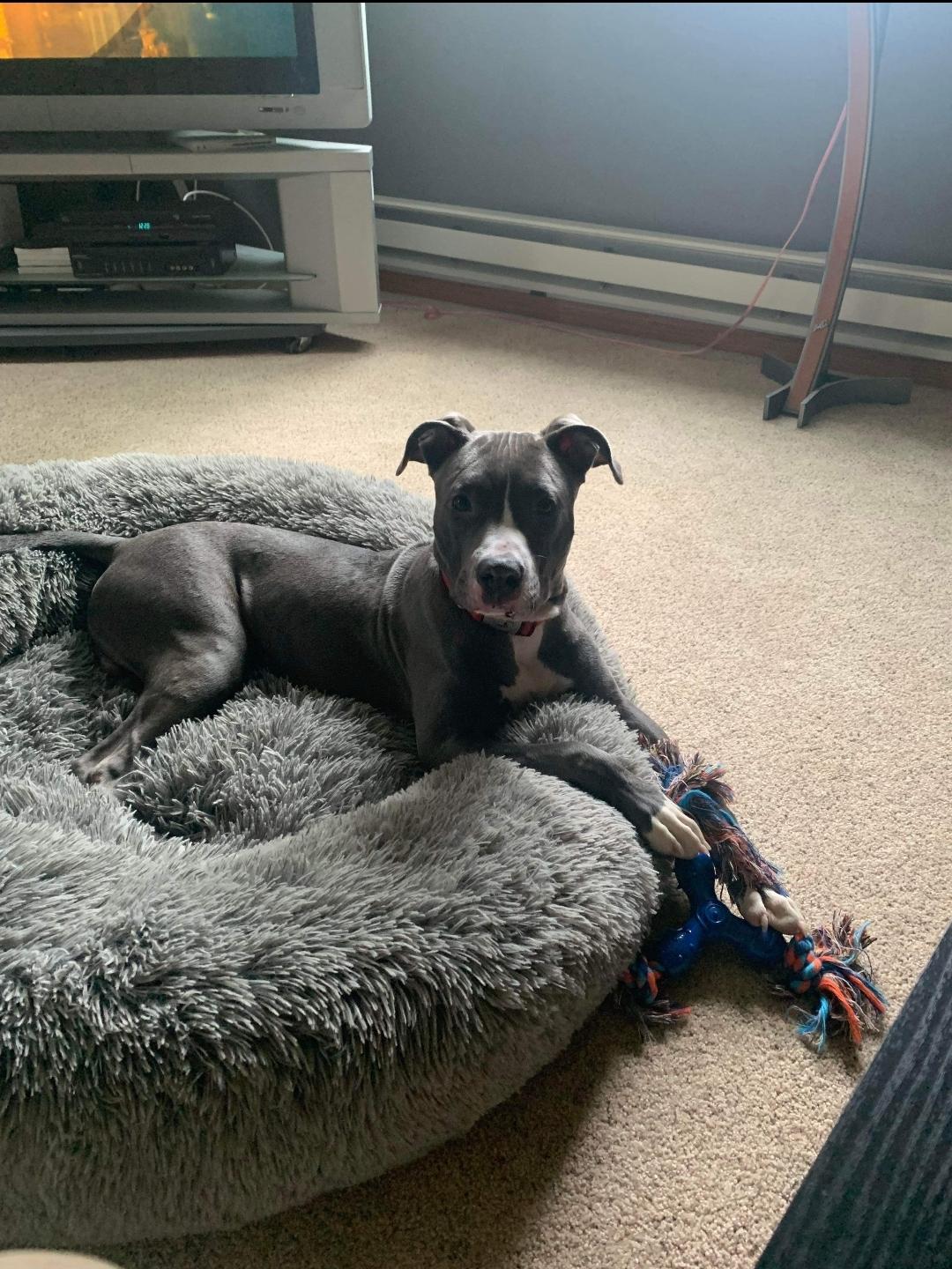 Enlarge Larry, a Adopted Pit Bull Terrier in Cologne, MN image 6/6