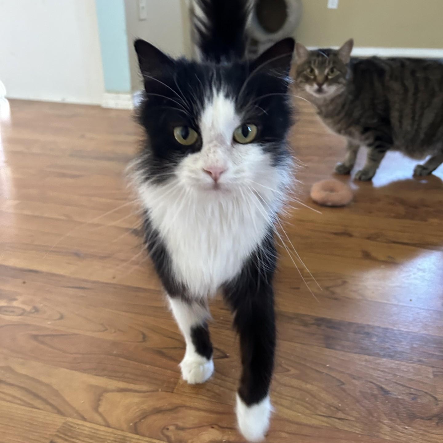 Jamey, ADOPTABLE, Young Female Domestic Long Hair.