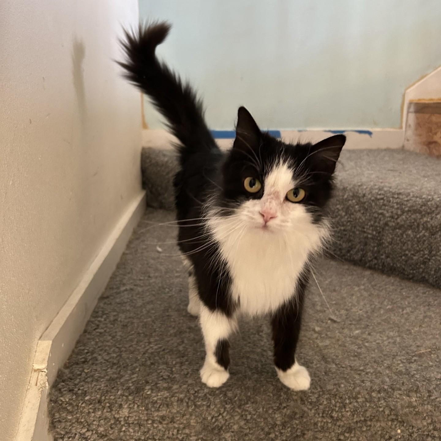 Jamey, a ADOPTABLE Domestic Long Hair in Springdale, AR image 2/5
