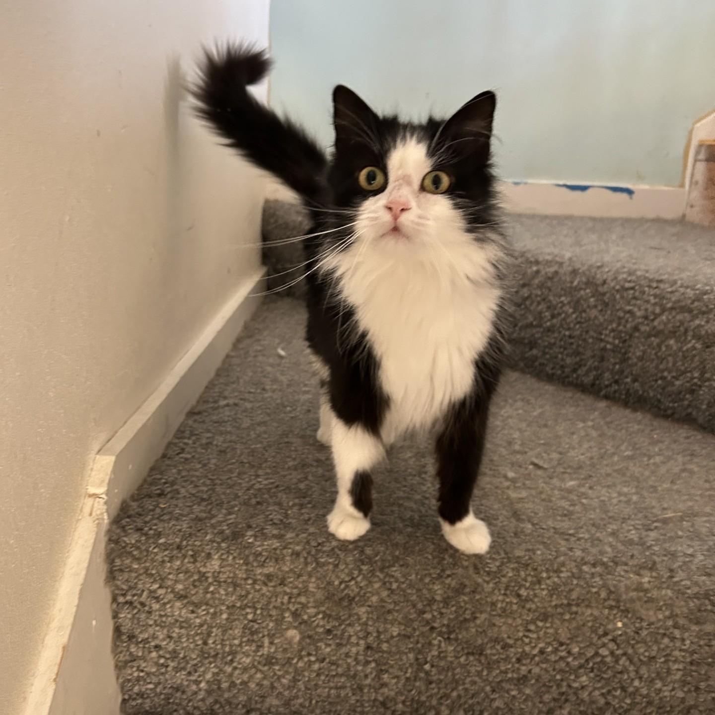 Jamey, a ADOPTABLE Domestic Long Hair in Springdale, AR image 3/5