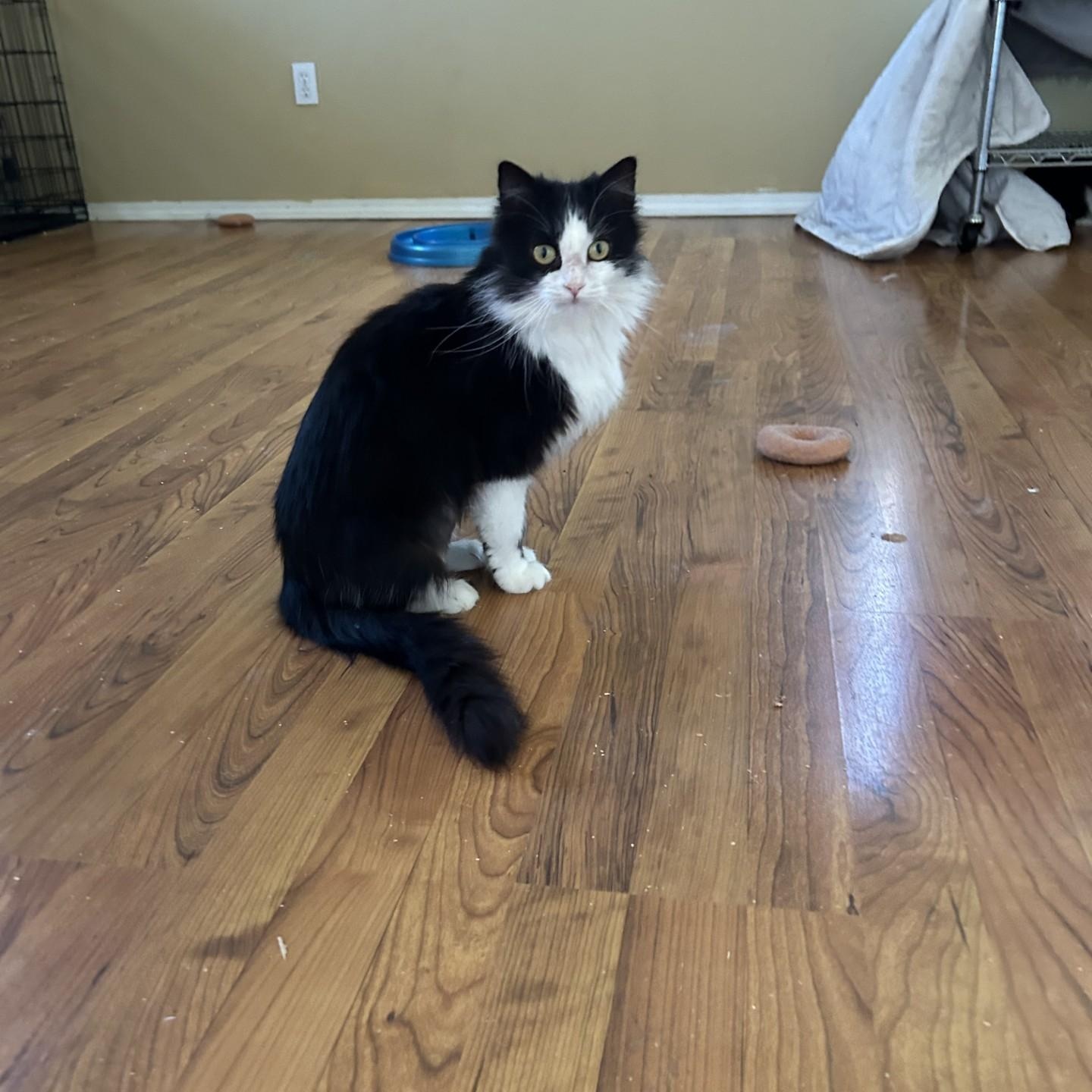 Jamey, a ADOPTABLE Domestic Long Hair in Springdale, AR image 5/5