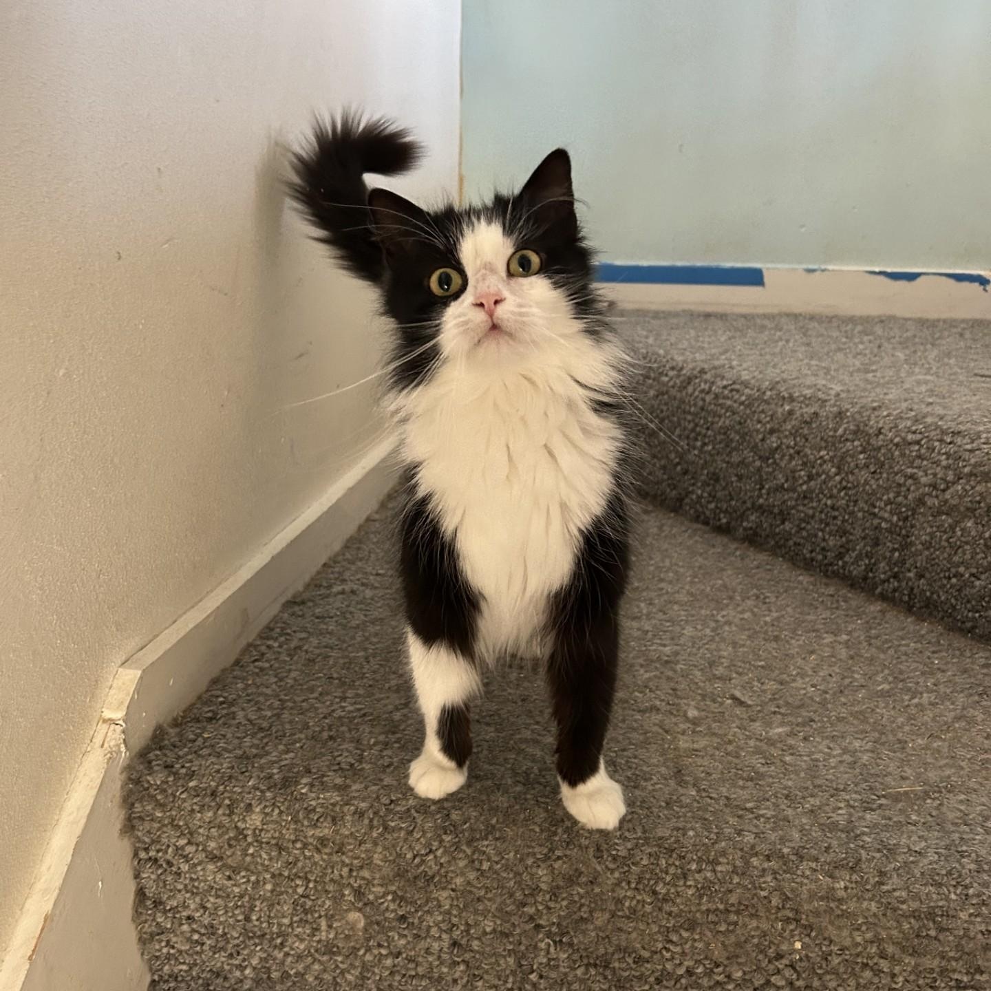 Jamey, a ADOPTABLE Domestic Long Hair in Springdale, AR image 4/5