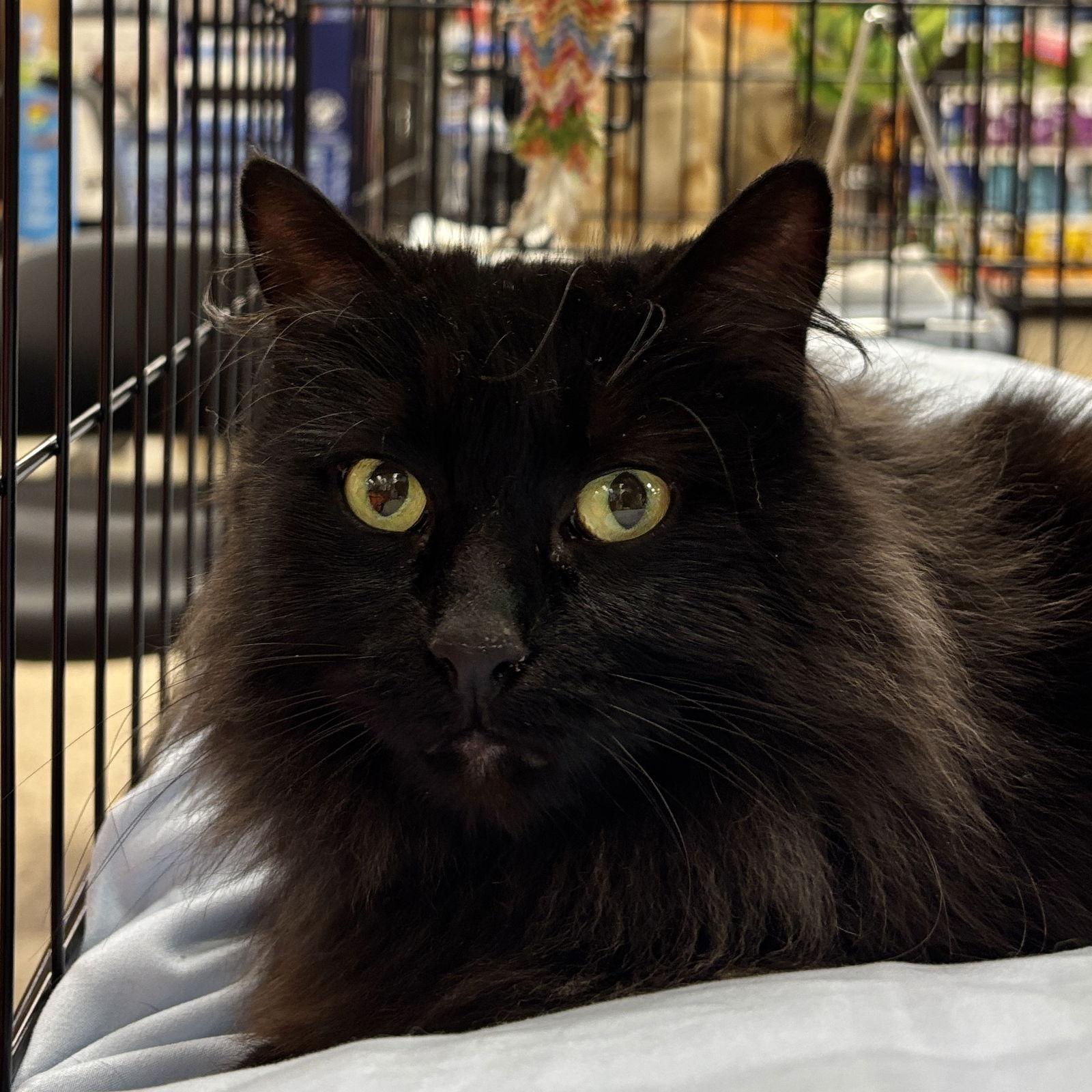 Enlarge Buffy, a Adoptable Domestic Long Hair in Sonora, CA image 1/1