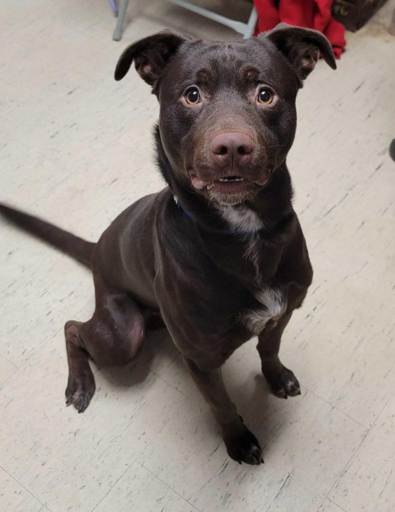 Hanukkah, Adoptable, Adult Male Labrador Retriever & Mixed Breed.