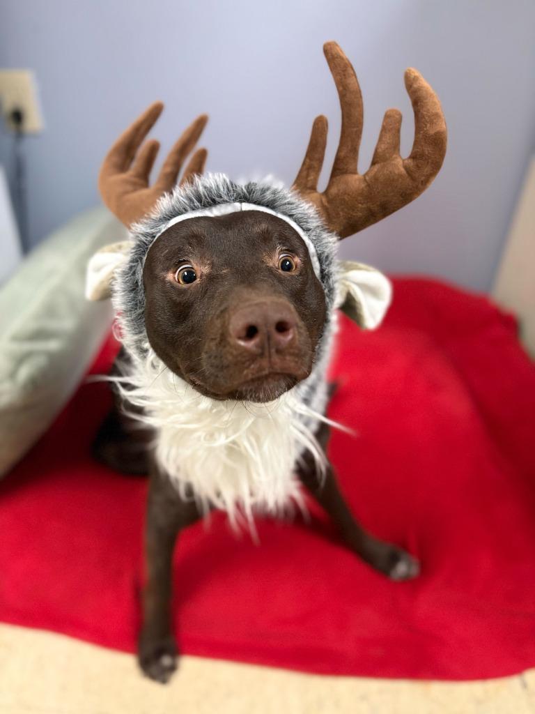 Hanukkah, Adoptable, Adult Male Labrador Retriever & Mixed Breed.