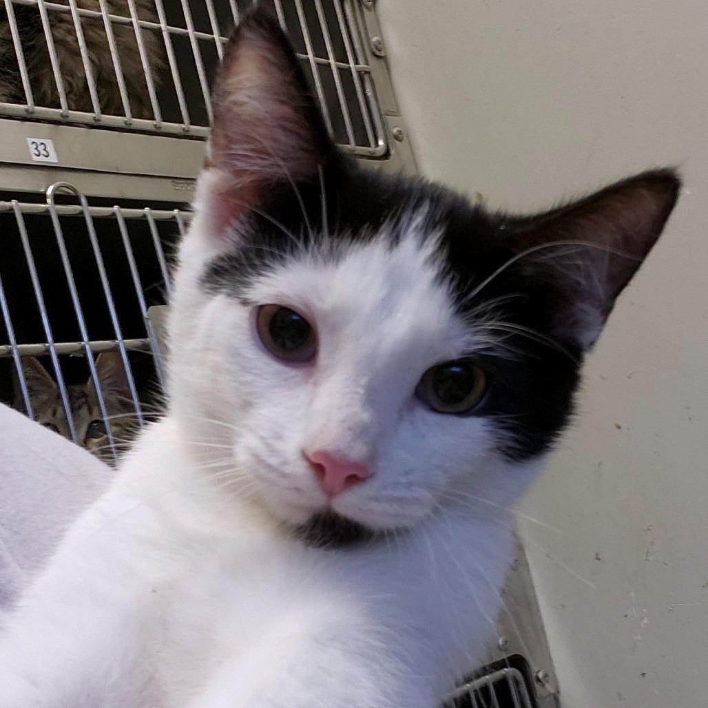 Ansel, Adoptable, Kitten Male Domestic Short Hair.