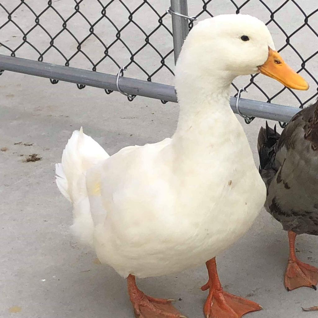 James Pond, Adoptable, Senior Male Duck.