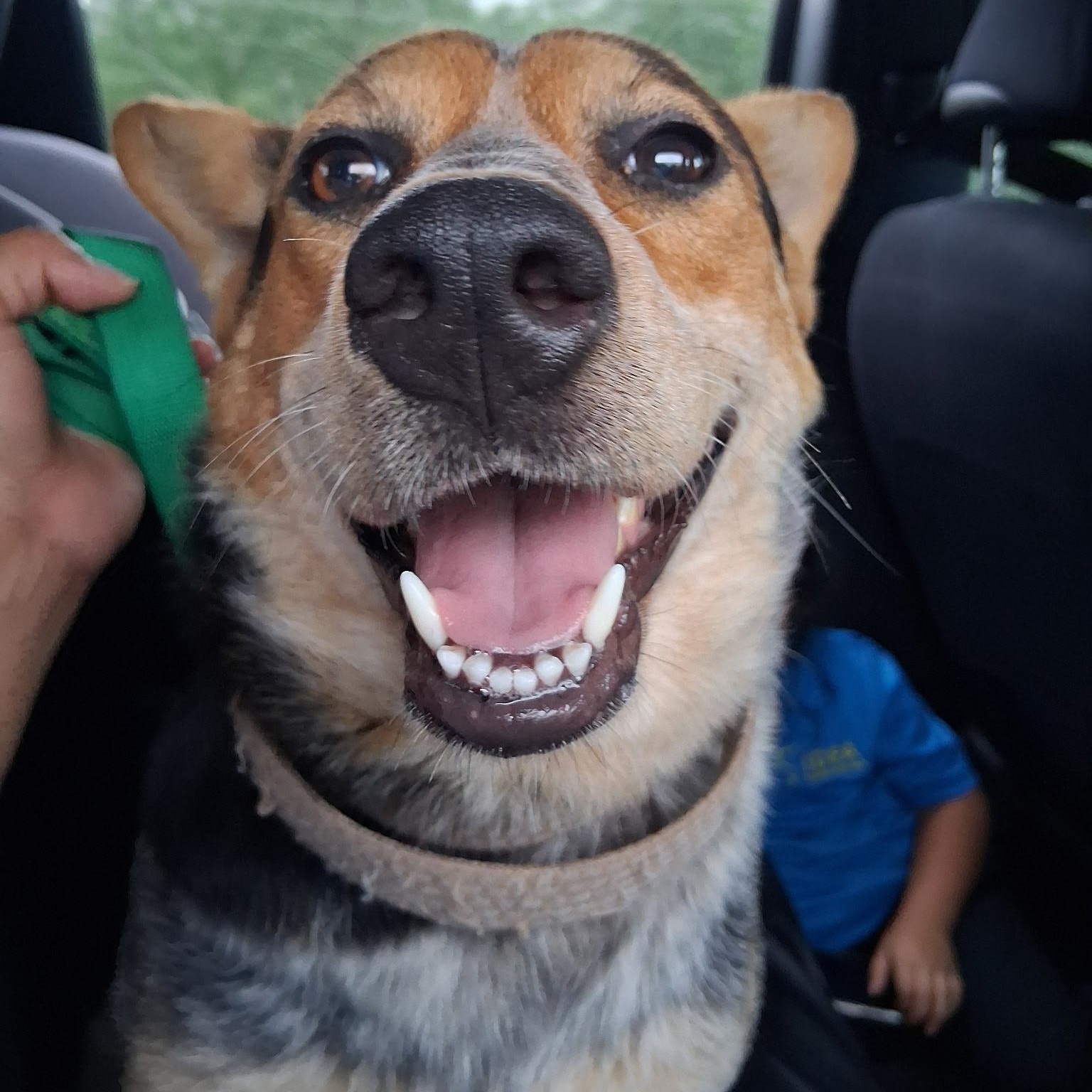 Gala, an adoptable Australian Cattle Dog / Blue Heeler in Eau Claire, WI, 54703 | Photo Image 1