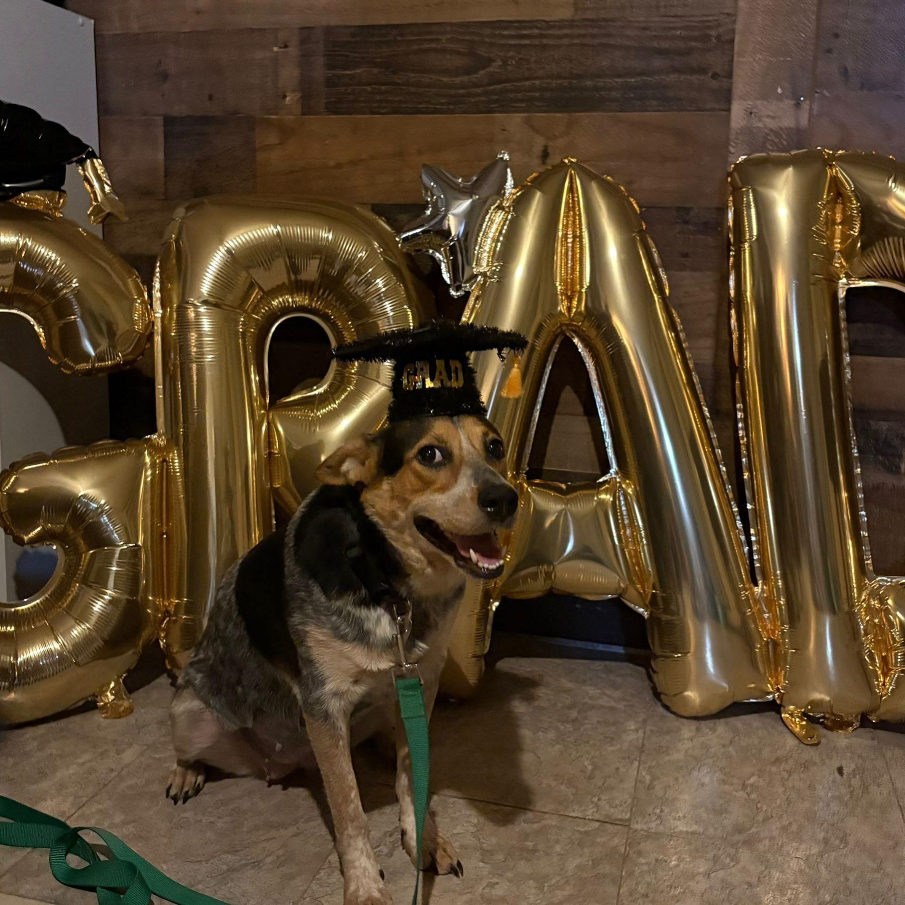 Gala, an adoptable Australian Cattle Dog / Blue Heeler in Eau Claire, WI, 54703 | Photo Image 2