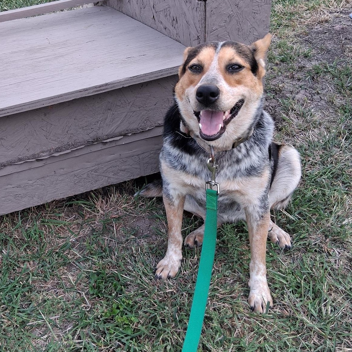 Gala, an adoptable Australian Cattle Dog / Blue Heeler in Eau Claire, WI, 54703 | Photo Image 3