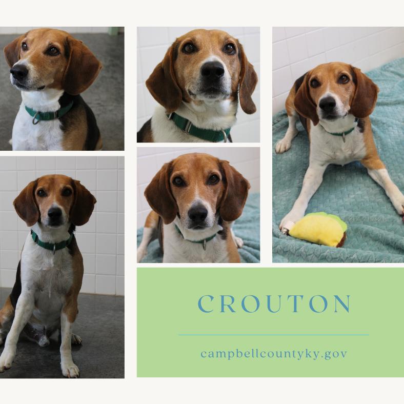 Crouton thumbnail 7