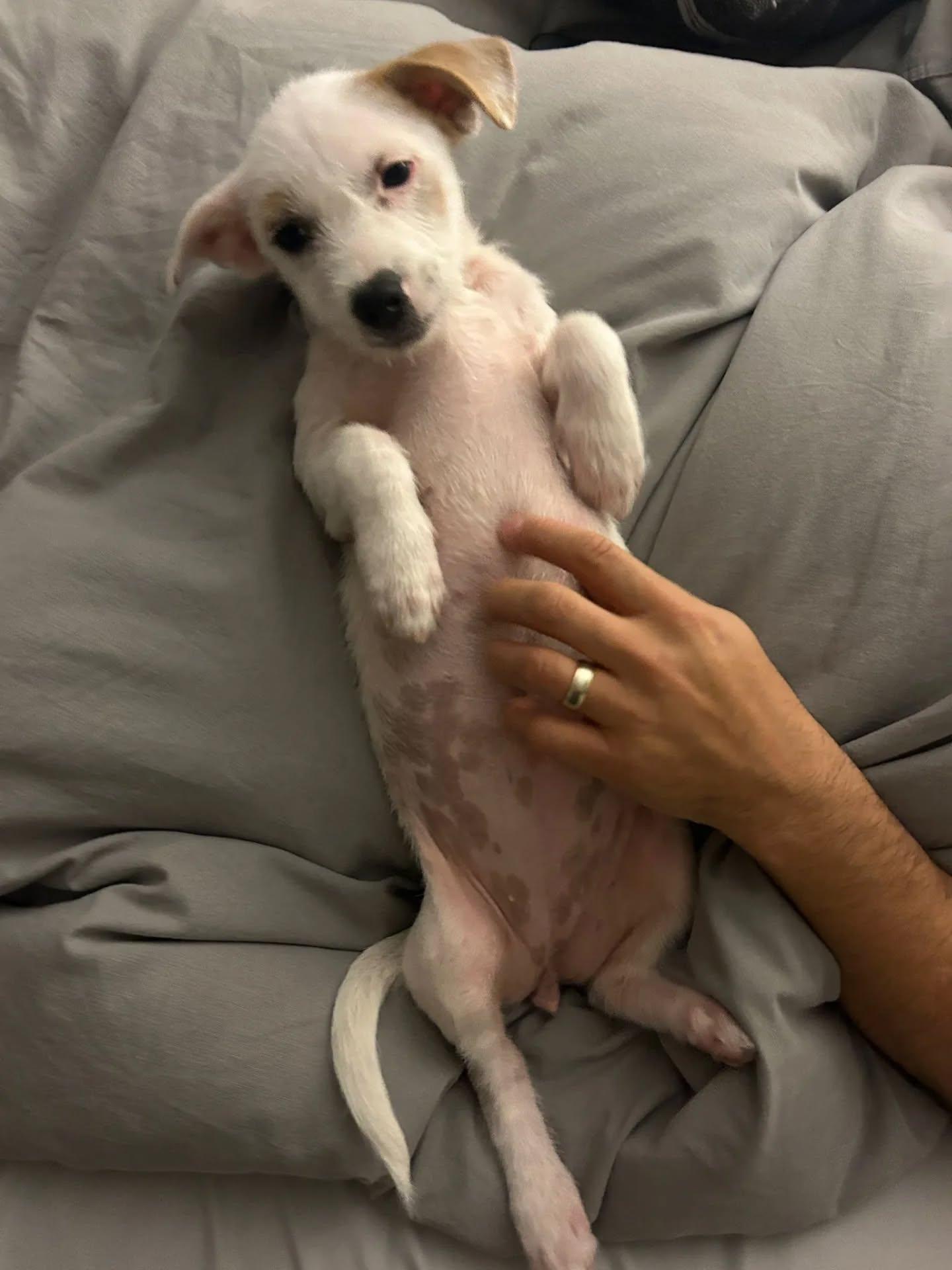 Sugar, a Adopted Mixed Breed in Kitchener, ON image 3/5