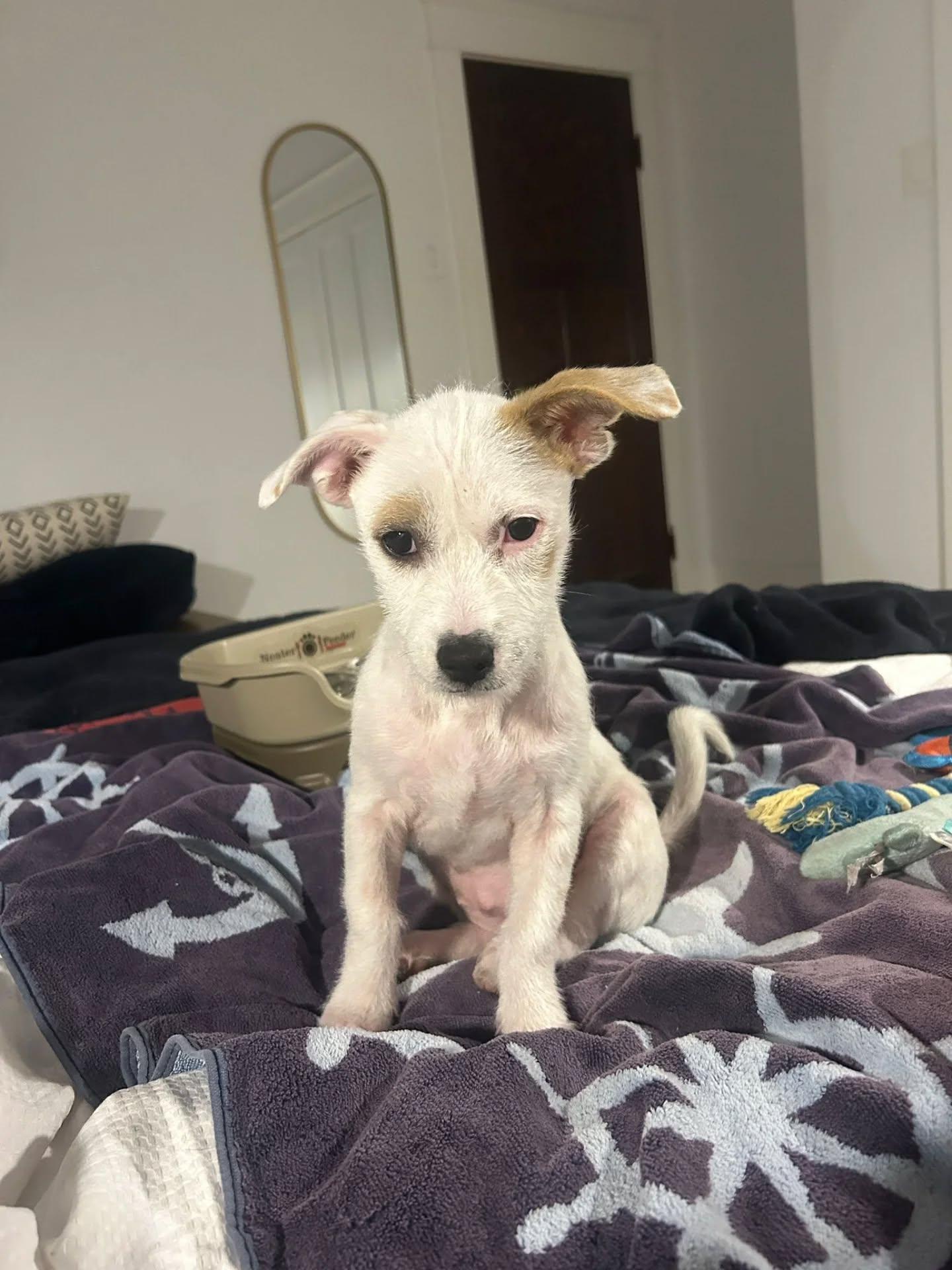 Sugar, a Adopted Mixed Breed in Kitchener, ON image 2/5