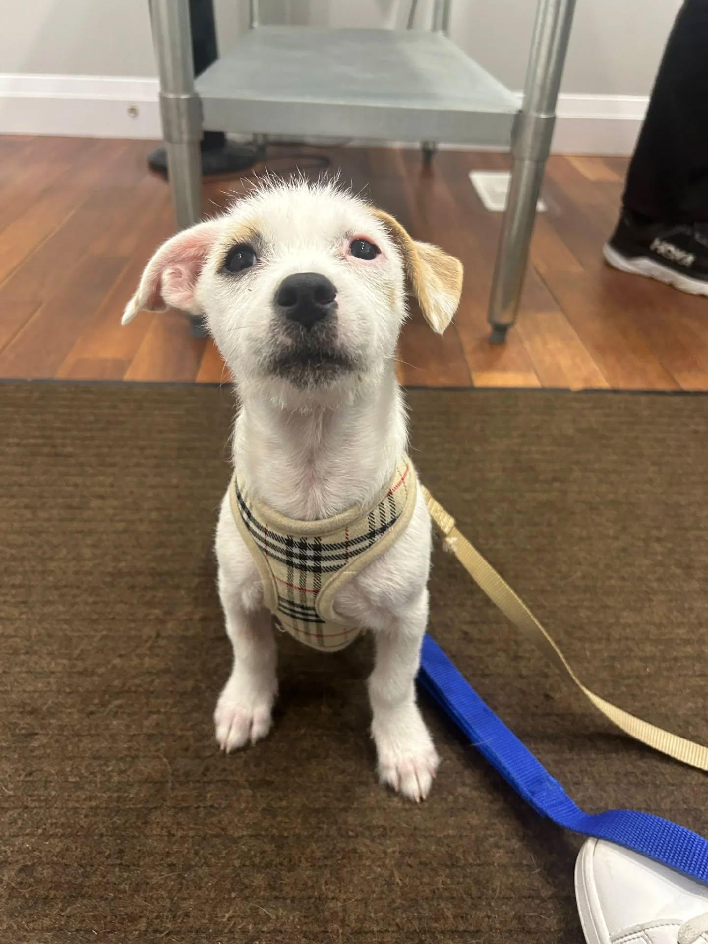 Sugar, a Adopted Mixed Breed in Kitchener, ON image 4/5