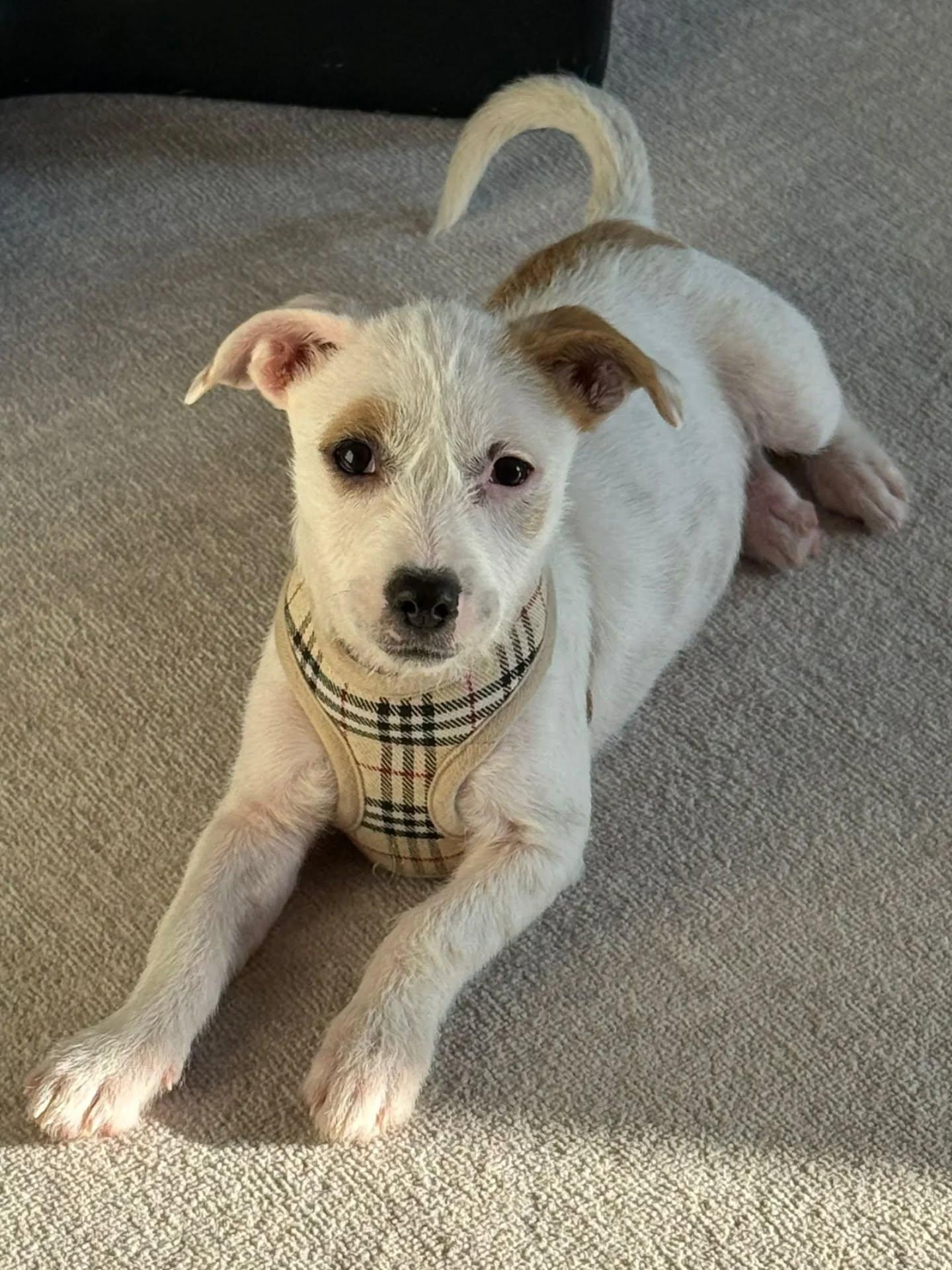 Sugar, Adopted, Young Female Mixed Breed.