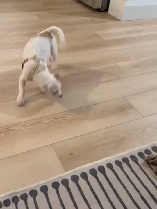 Enlarge Sugar, a Adopted Mixed Breed in Kitchener, ON video 5/5