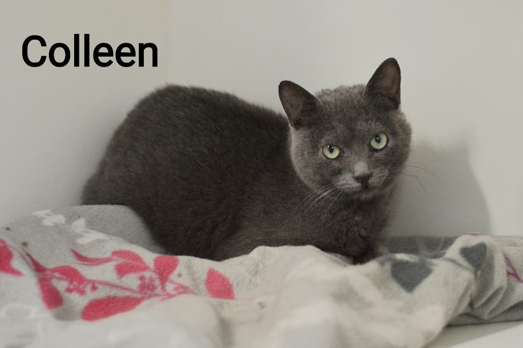 Colleen, Adoptable, Adult Female Domestic Short Hair.