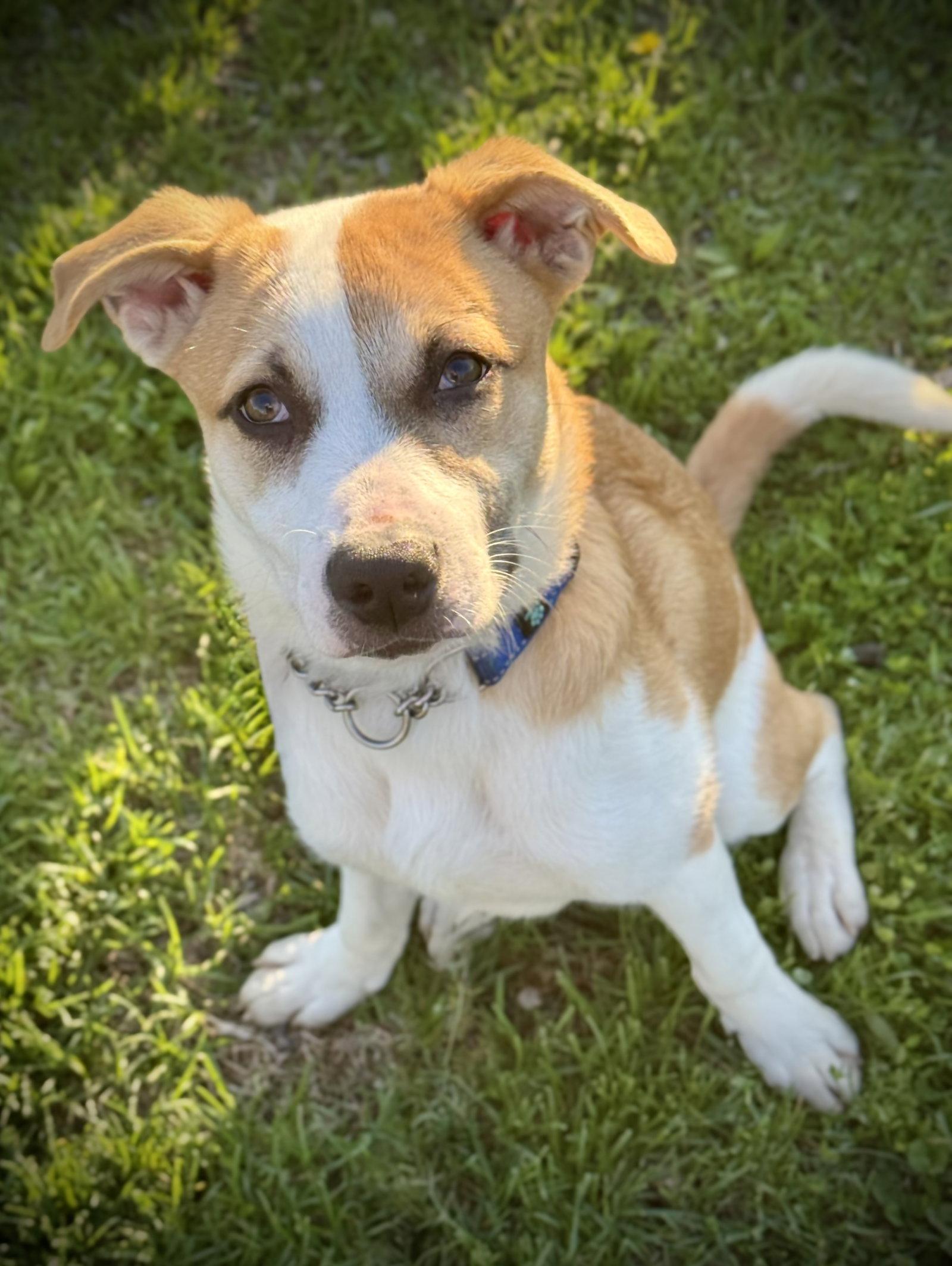 Birch, Adoptable, Young Male Eskimo Dog & Pit Bull Terrier.