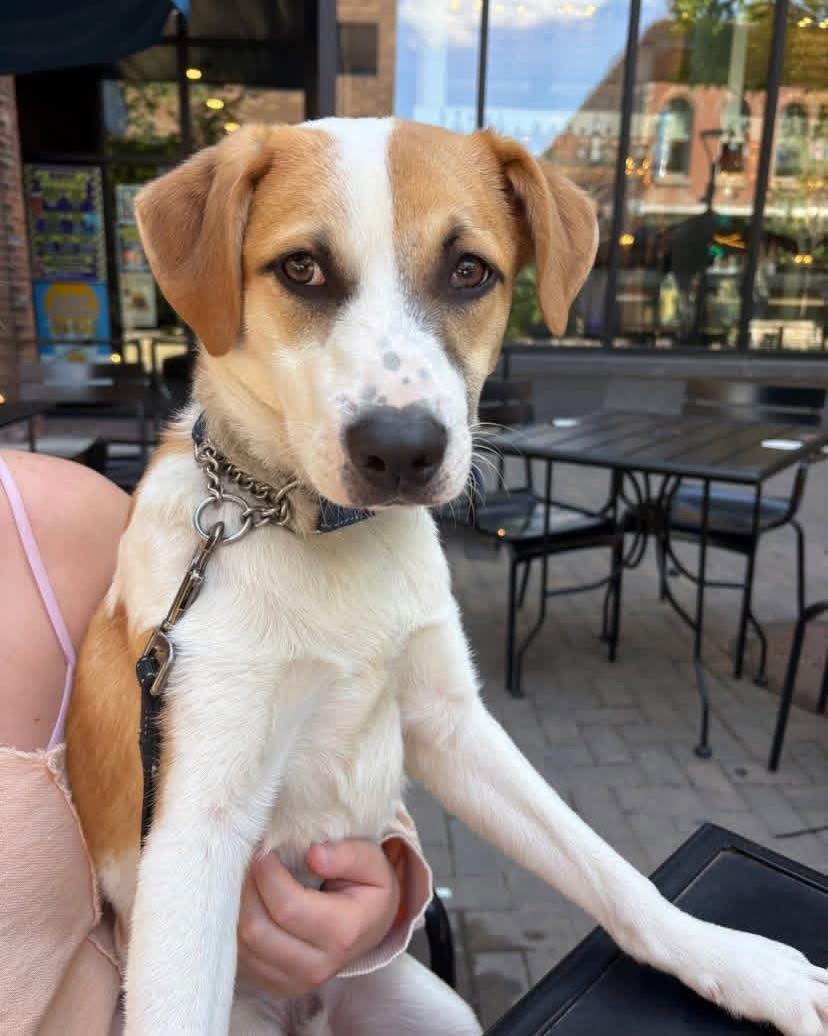 Birch, Adoptable, Young Male Eskimo Dog & Pit Bull Terrier.