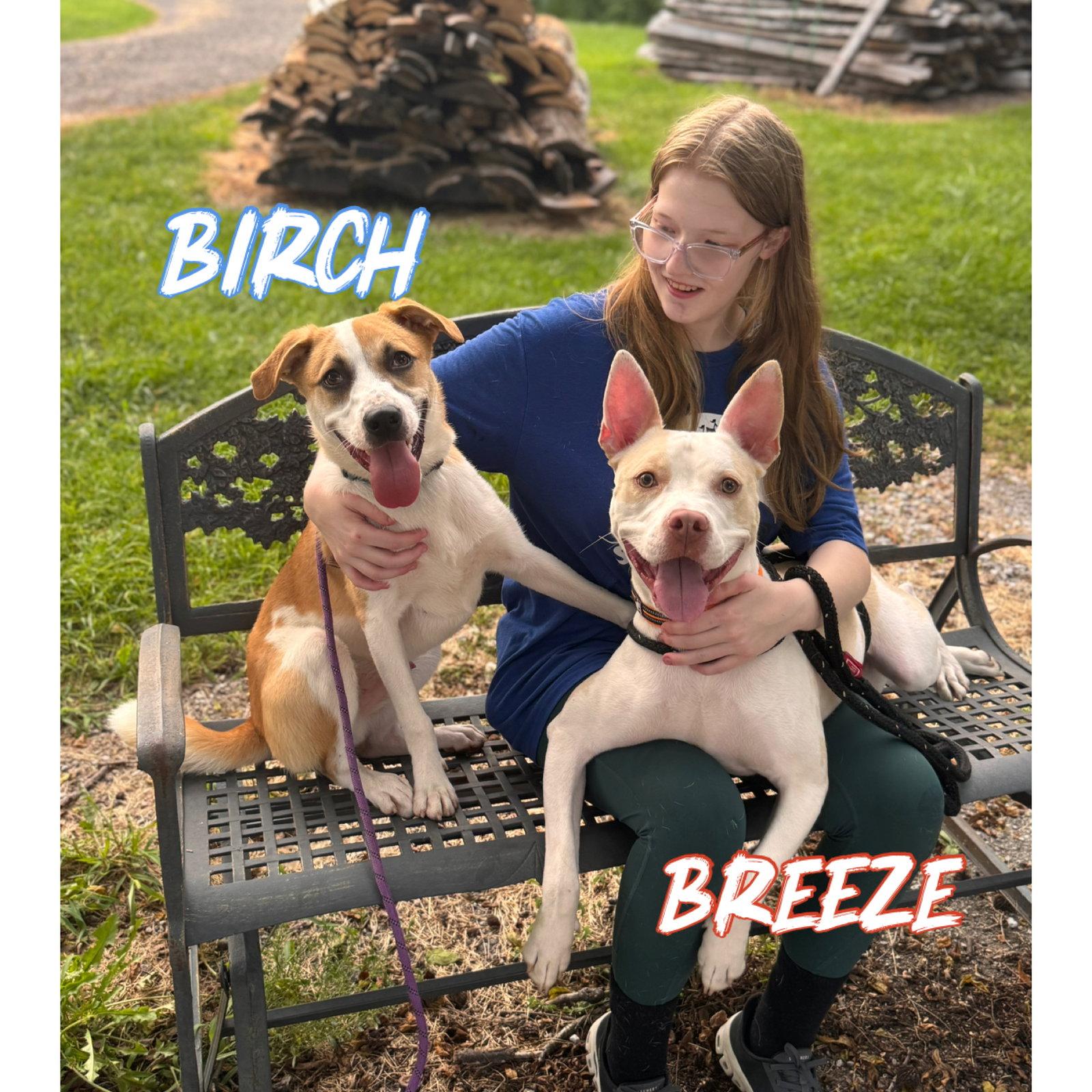 Birch, a Adoptable mixed breed in Williamsburg, IA image 2/3