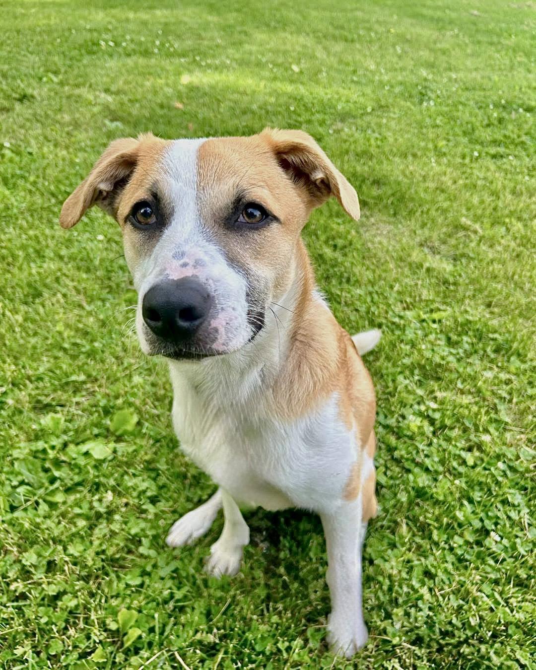 Birch, a Adoptable mixed breed in Williamsburg, IA image 3/3