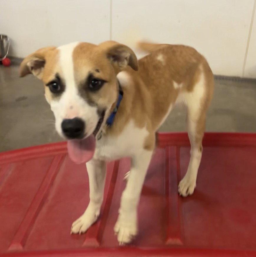 Enlarge Birch, a Adoptable mixed breed in Williamsburg, IA image 1/2