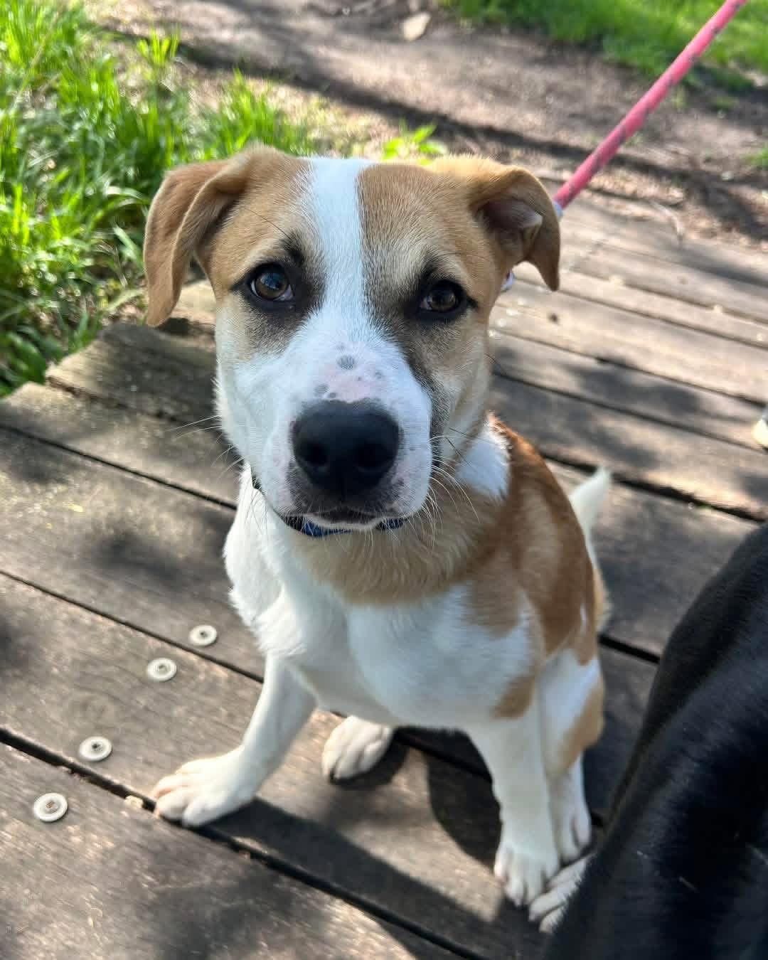 Birch, a Adoptable mixed breed in Williamsburg, IA image 3/3