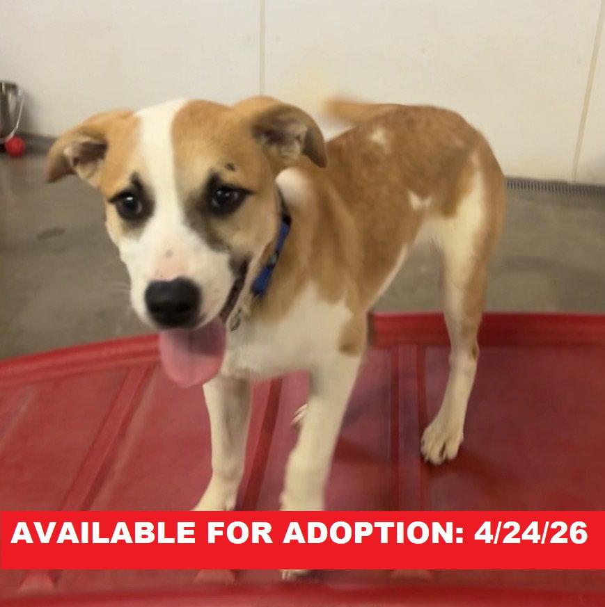 Enlarge Birch, a Adoptable mixed breed in Williamsburg, IA image 2/2