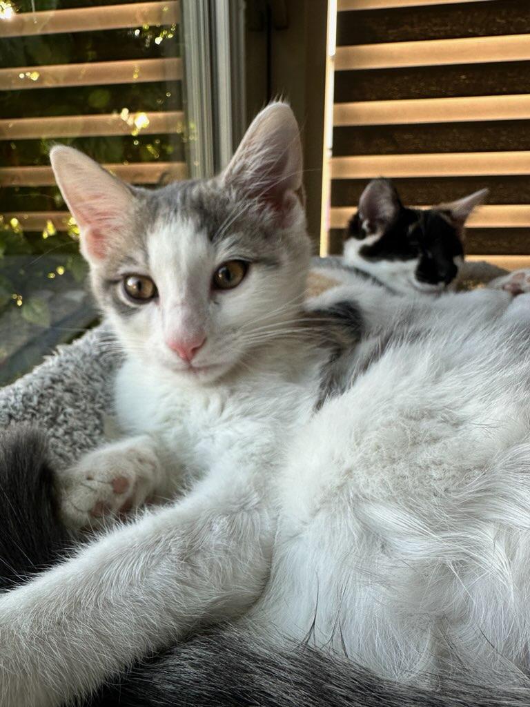 Berlioz, a Adopted Domestic Short Hair in chino, CA image 1/2