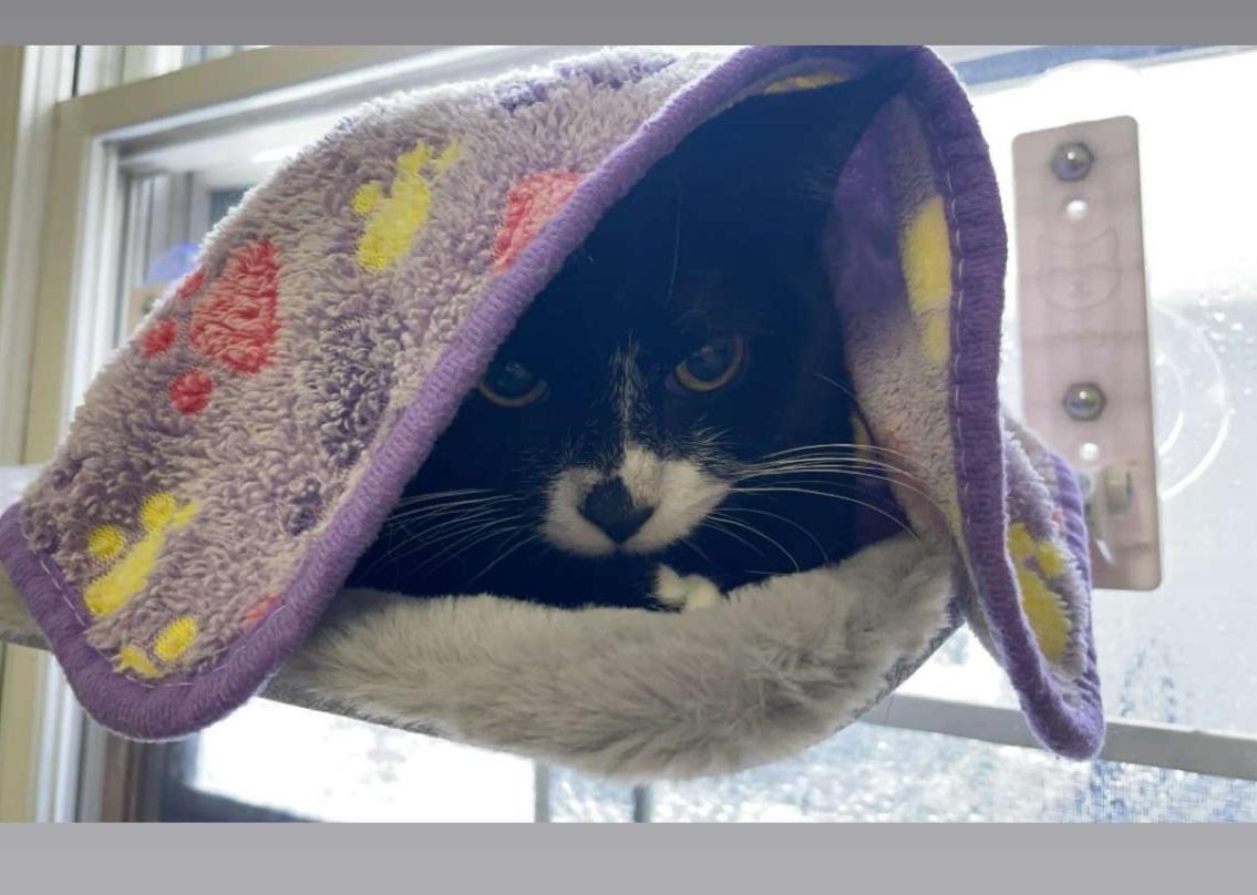 Enlarge Orka, an adoptable Domestic Short Hair in Brockport, NY image 3/6