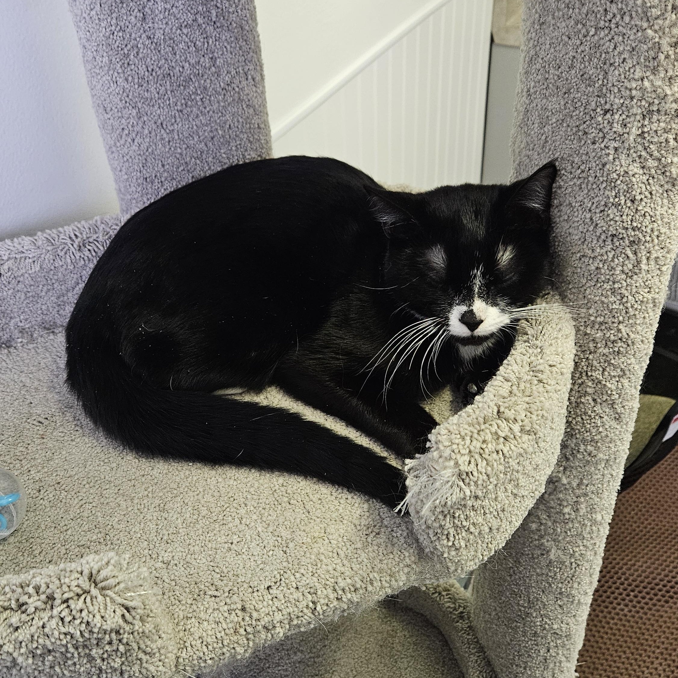 Enlarge Orka, an adoptable Domestic Short Hair in Brockport, NY image 4/6