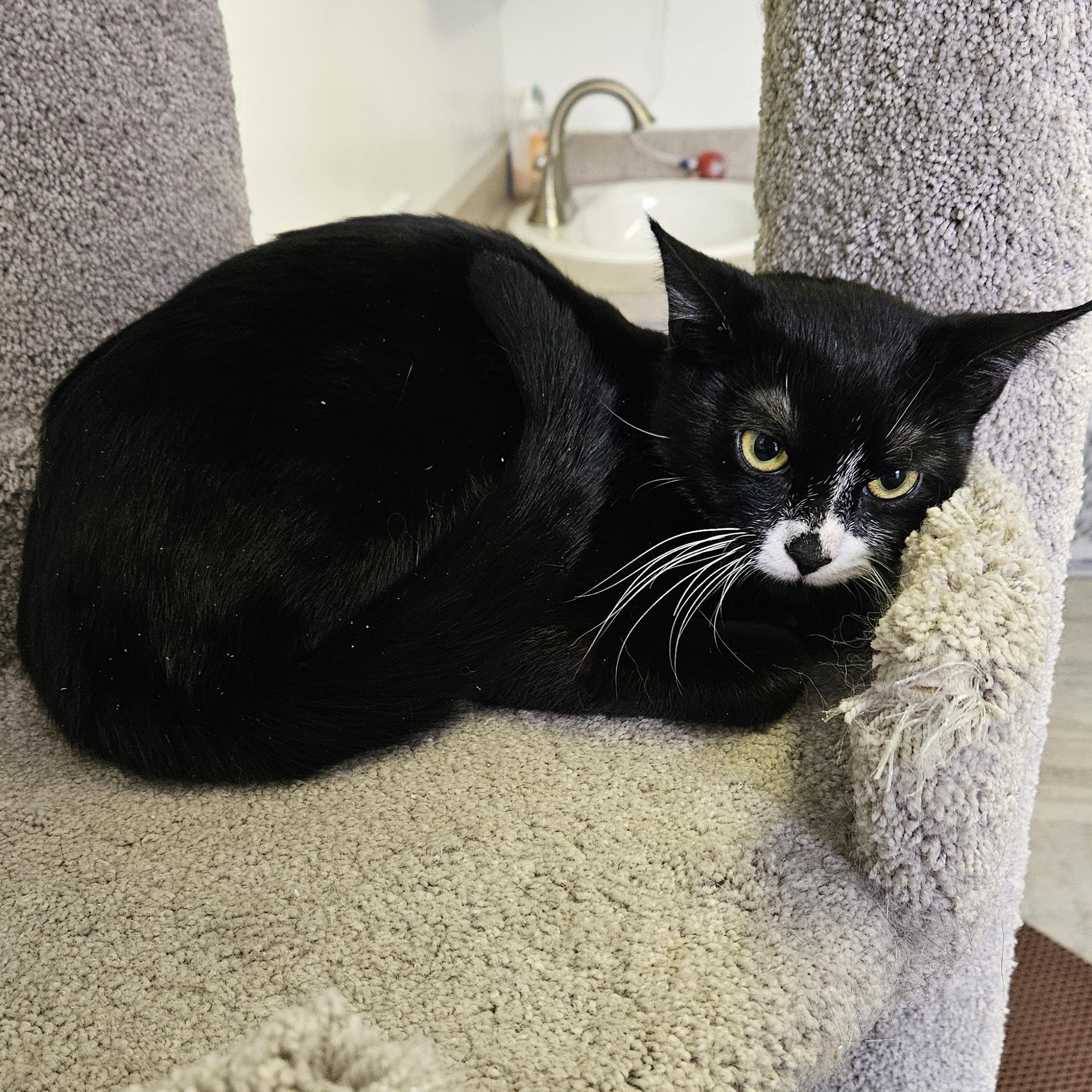 Enlarge Orka, an adoptable Domestic Short Hair in Brockport, NY image 5/6