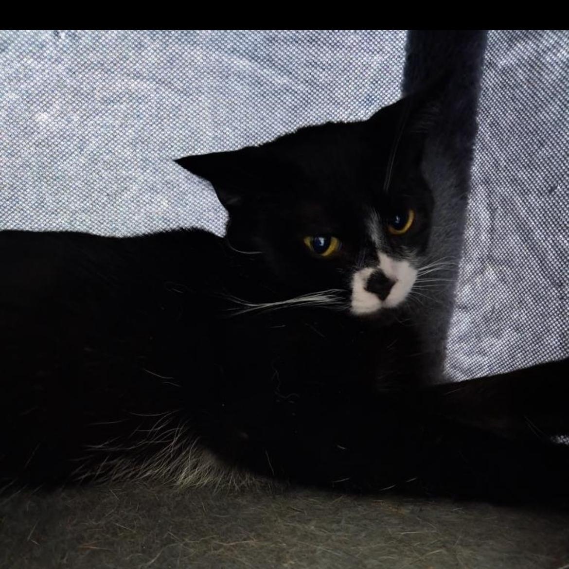 Enlarge Orka, an adoptable Domestic Short Hair in Brockport, NY image 2/6