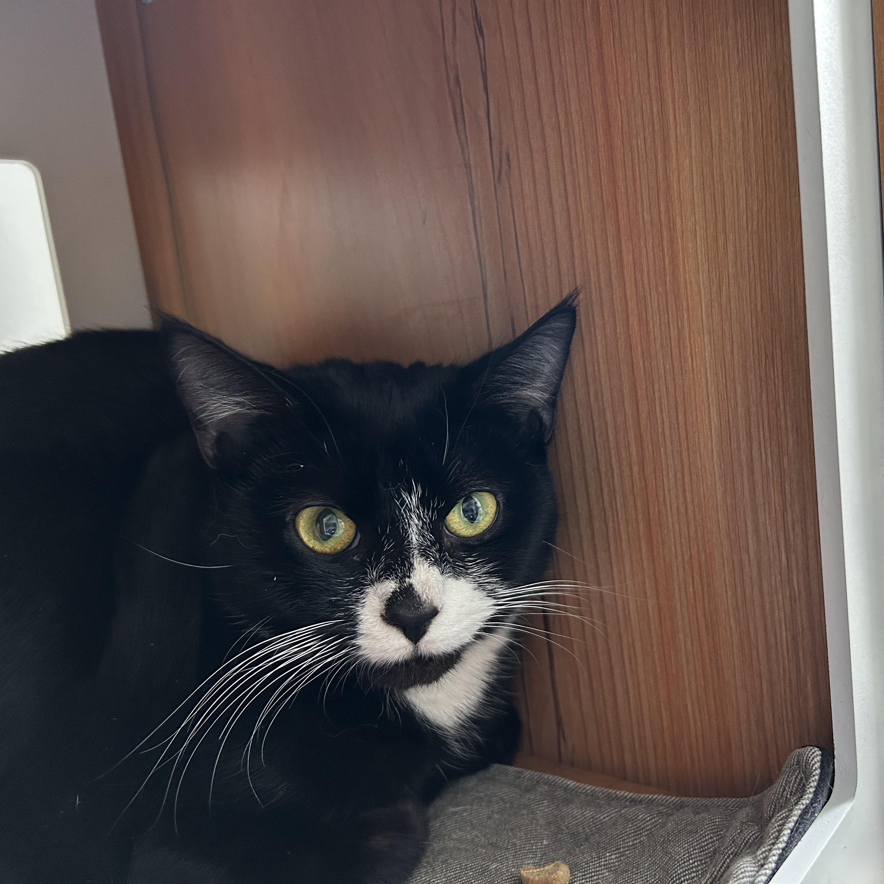 Enlarge Orka, an adoptable Domestic Short Hair in Brockport, NY image 1/6