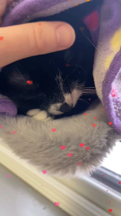 Enlarge Orka, an adoptable Domestic Short Hair in Brockport, NY video 6/6