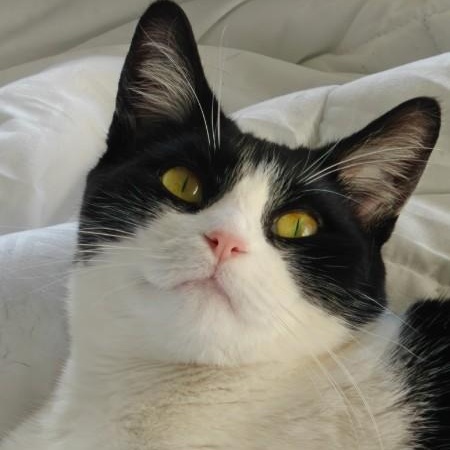 Wasabi, ADOPTABLE, Adult Female Domestic Short Hair.