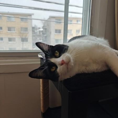 Enlarge Wasabi, a ADOPTABLE Domestic Short Hair in Montreal, QC image 2/6