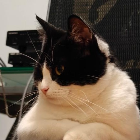 Enlarge Wasabi, a ADOPTABLE Domestic Short Hair in Montreal, QC image 5/6