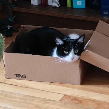 Enlarge Wasabi, a ADOPTABLE Domestic Short Hair in Montreal, QC image 4/6