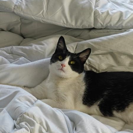 Enlarge Wasabi, a ADOPTABLE Domestic Short Hair in Montreal, QC image 6/6