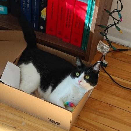 Enlarge Wasabi, a ADOPTABLE Domestic Short Hair in Montreal, QC image 3/6