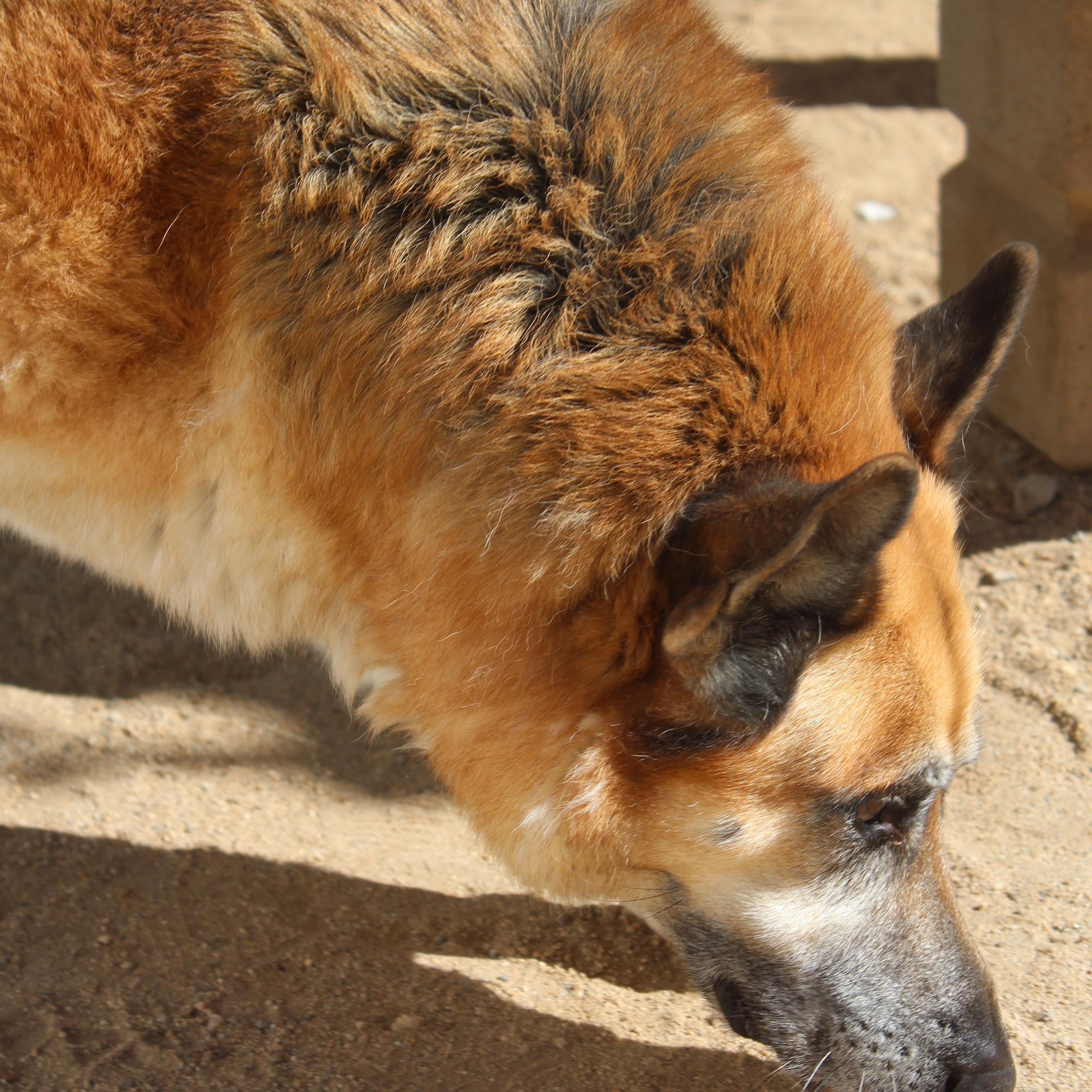 Nelson, Adoptable, Senior Male Shepherd.